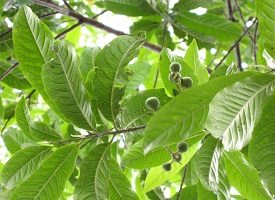 Rudraksha Fruit Tree