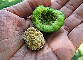 Rudraksha Fruit Peeled