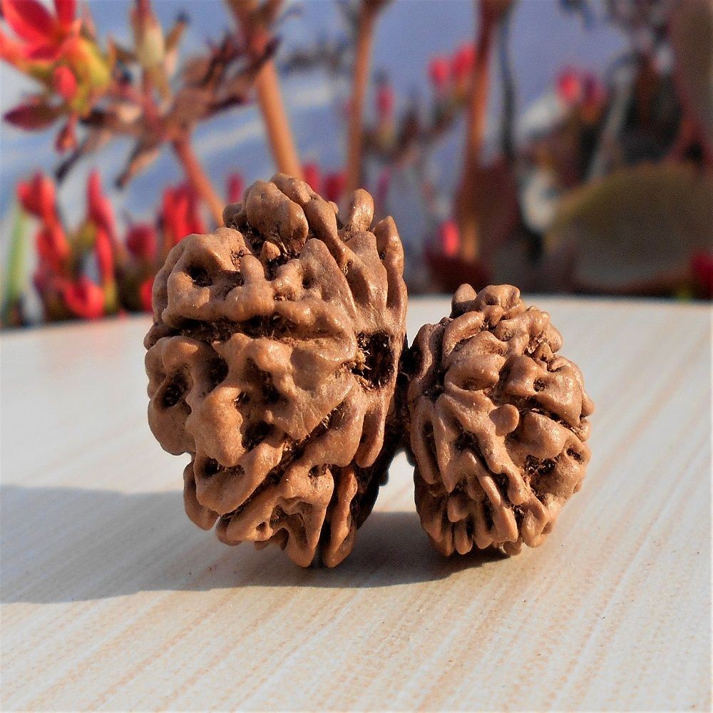 1588318514_Garbh_Gauri_Shankar_Rudraksha.jpg