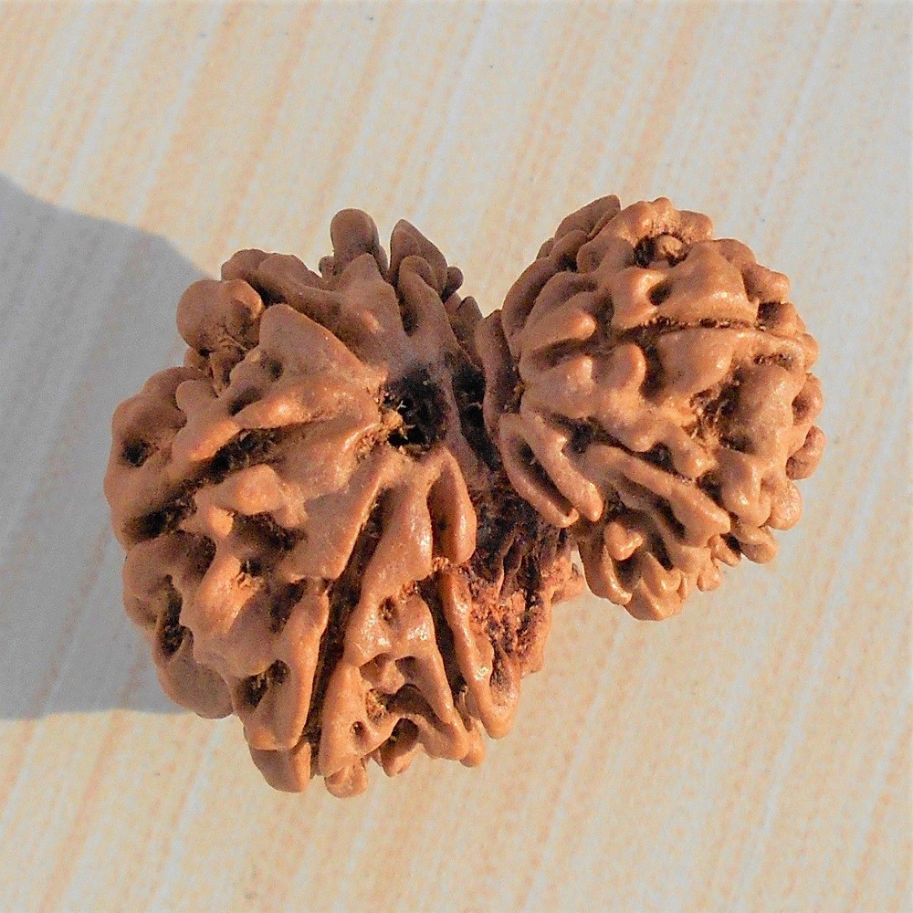 1588318515_Garbh_Gauri_Shankar_Rudraksha_2.jpg