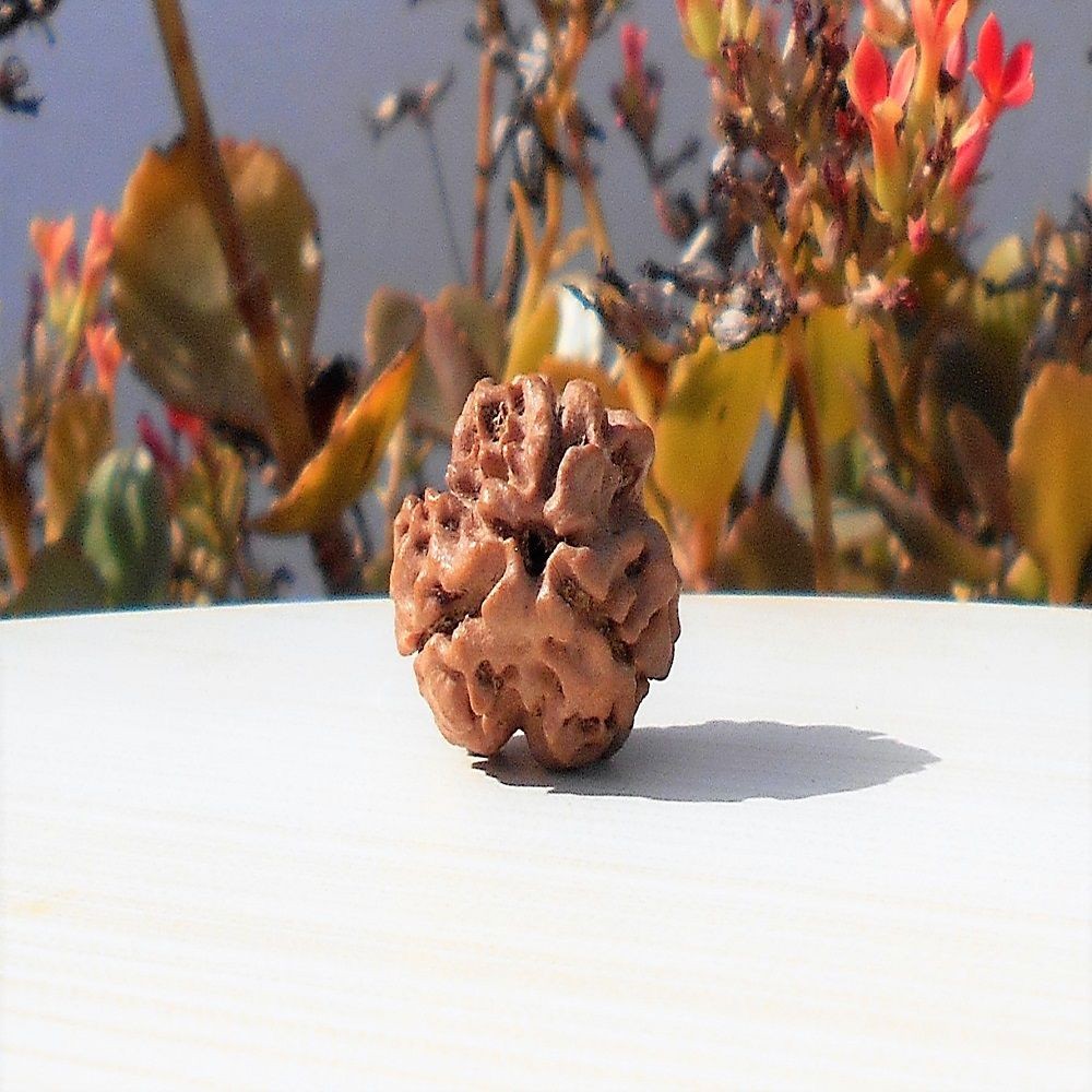 1591693381_3-Mukhi-Rudraksha.jpg