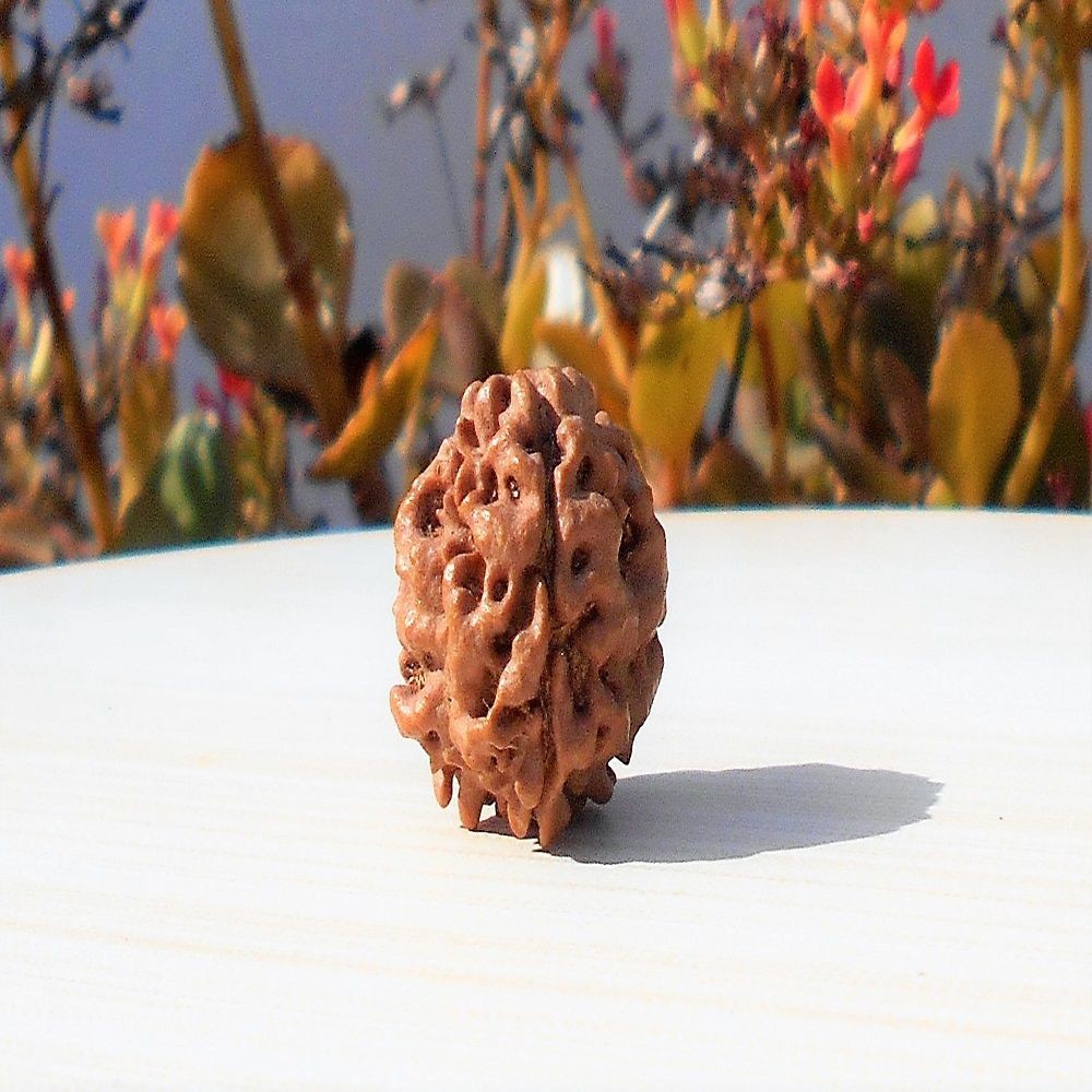 1591694357_3-Face-Rudraksha.jpg