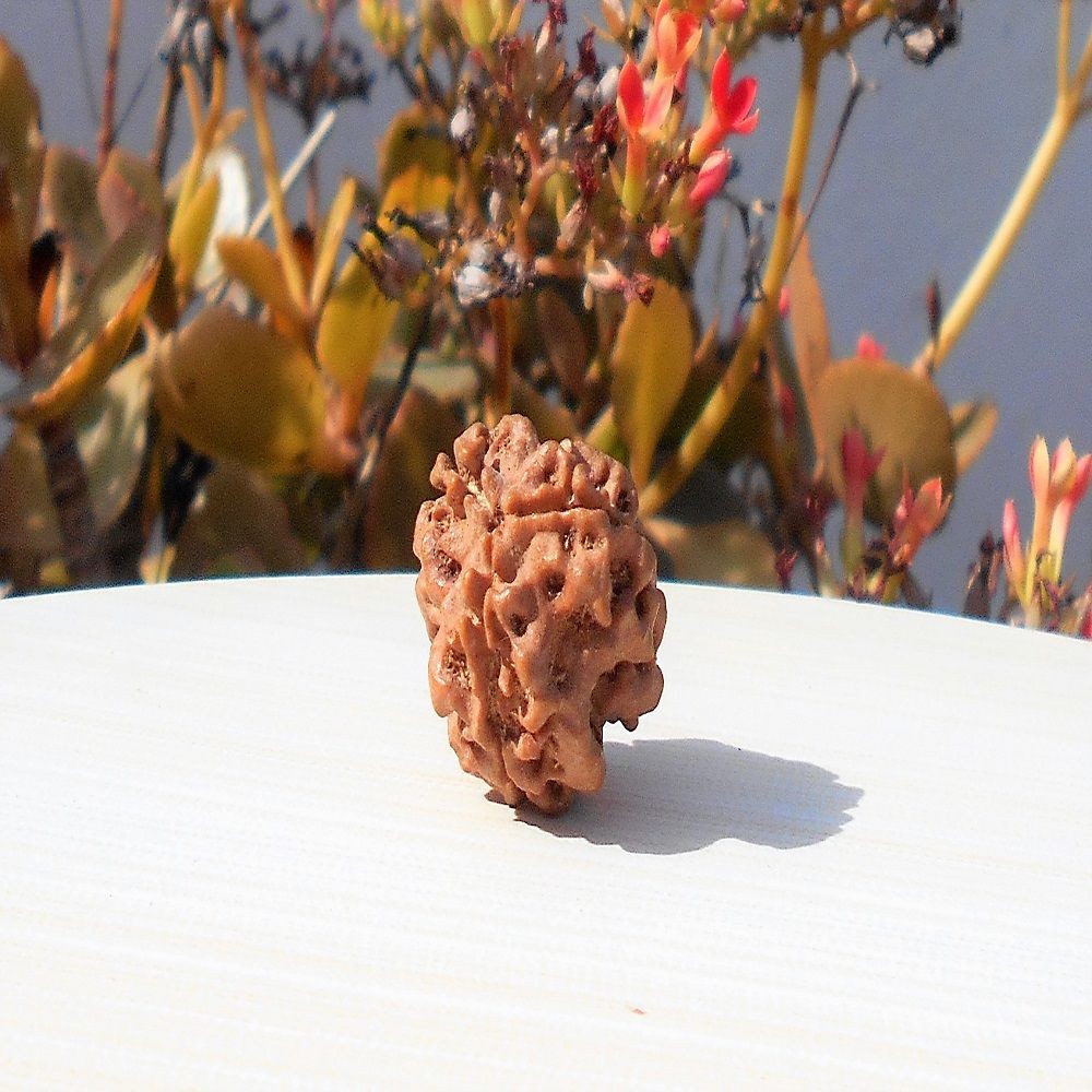 1591694358_Three-Mukhi-Rudraksha.jpg