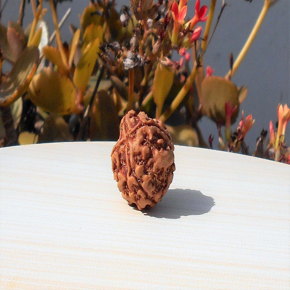 1591696630_Four-Mukhi-Rudraksha.jpg