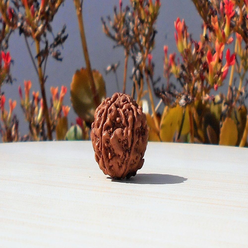 1591893307_5-Face-Rudraksha.jpg