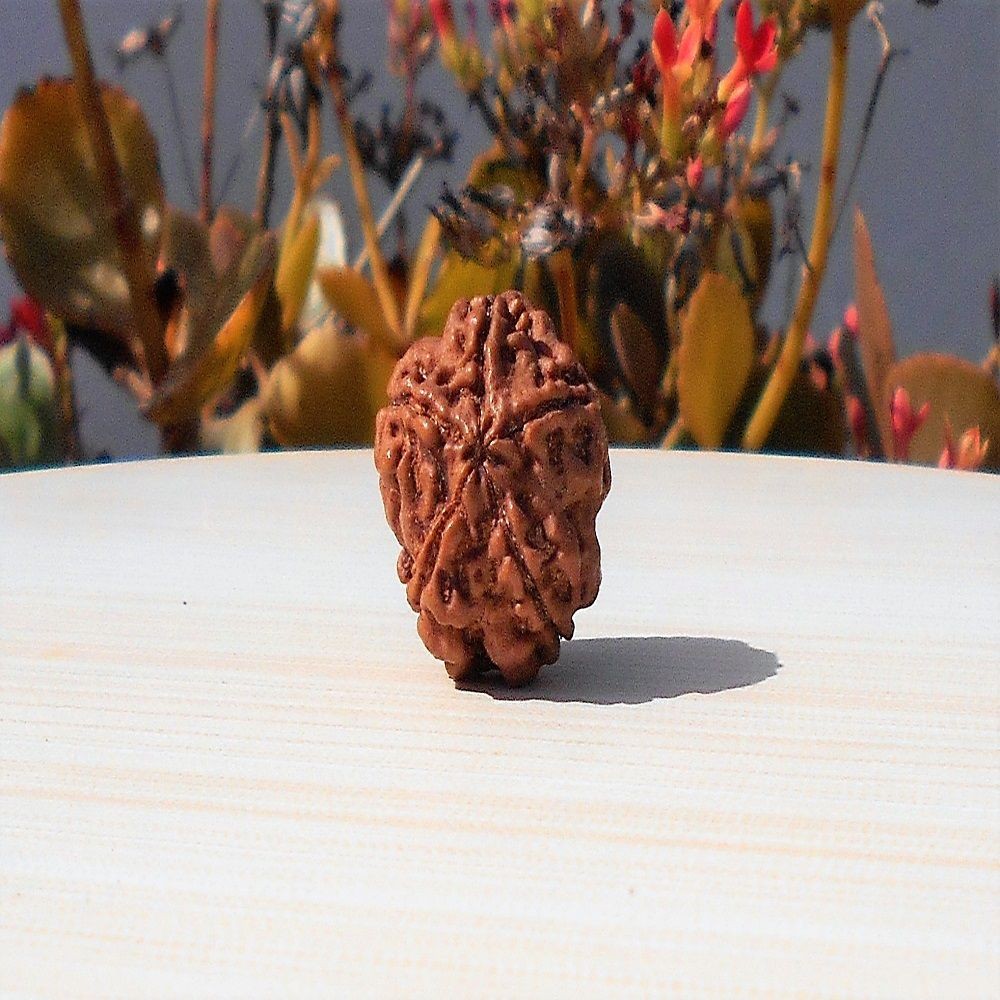 1591893307_Panch-Mukhi-Rudraksha.jpg