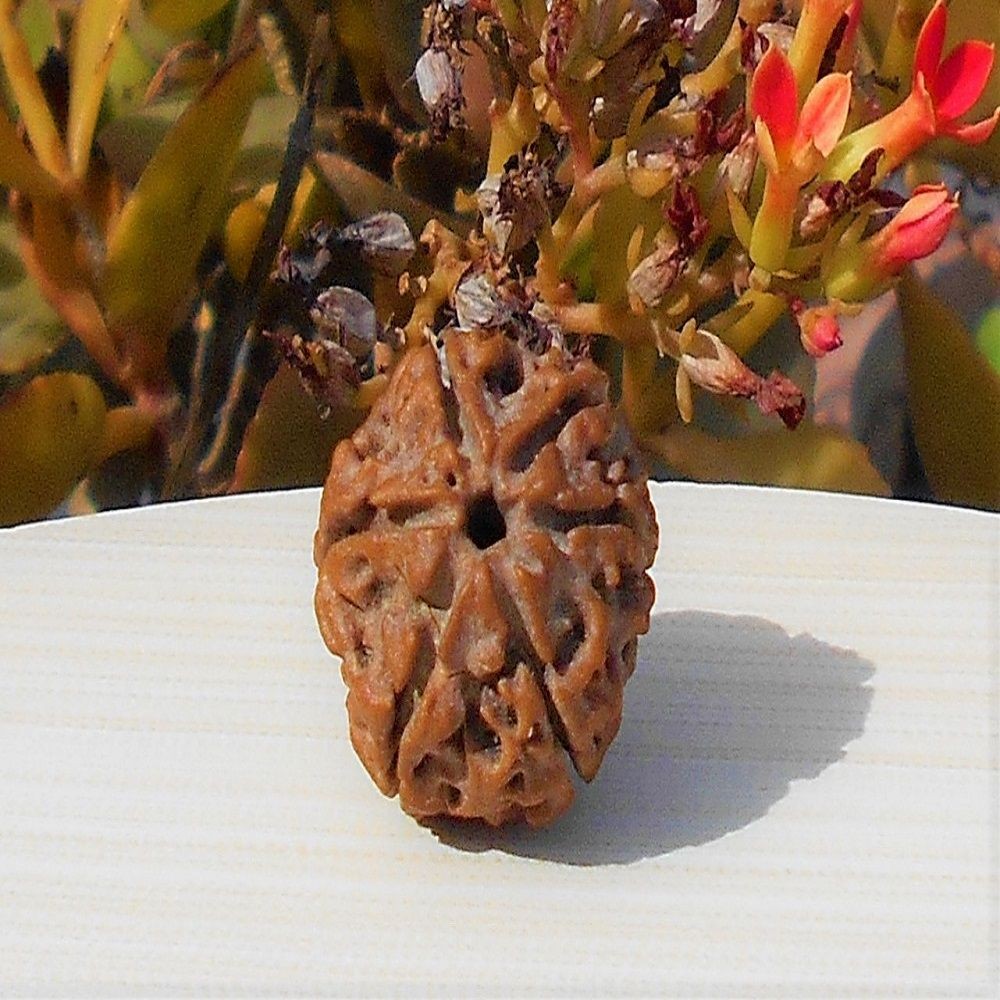 1592015229_Six-Mukhi-Rudraksha.jpg