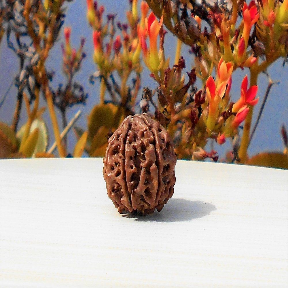 1592016505_7-Face-Rudraksha.jpg