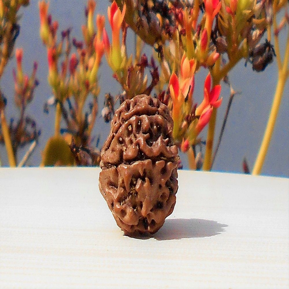 1592016506_Seven-Face-Rudraksha.jpg