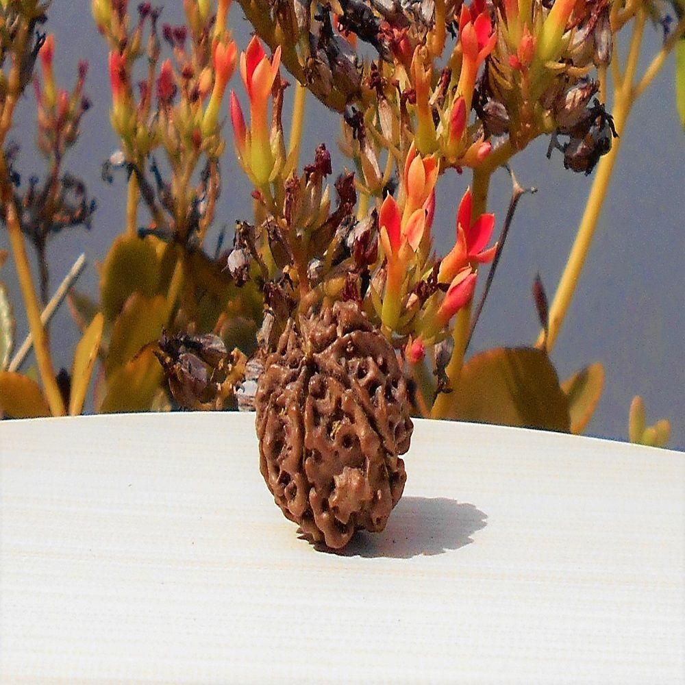 1592016506_Seven-Mukhi-Rudraksha.jpg