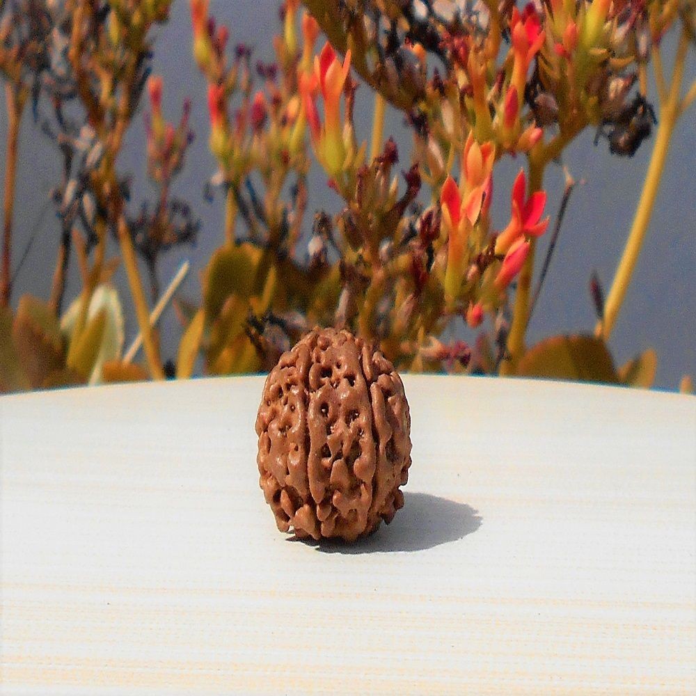 1592017636_8-Face-Rudraksha.jpg