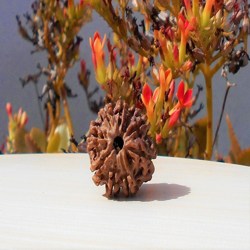 1592018004_9-Mukhi-Rudraksha.jpg