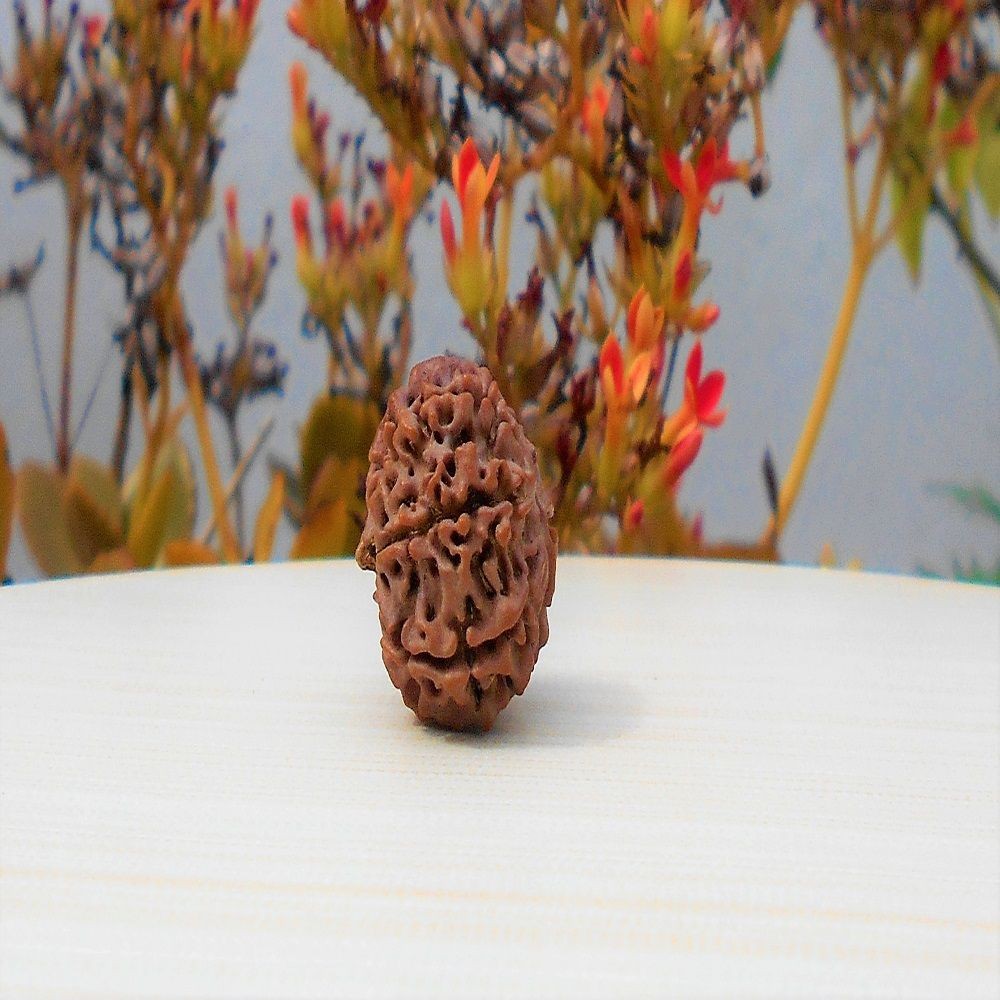 1592018140_9-Face-Rudraksha.jpg