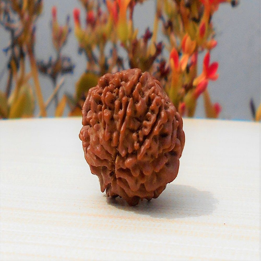 1592025577_Ten-Face-Rudraksha.jpg