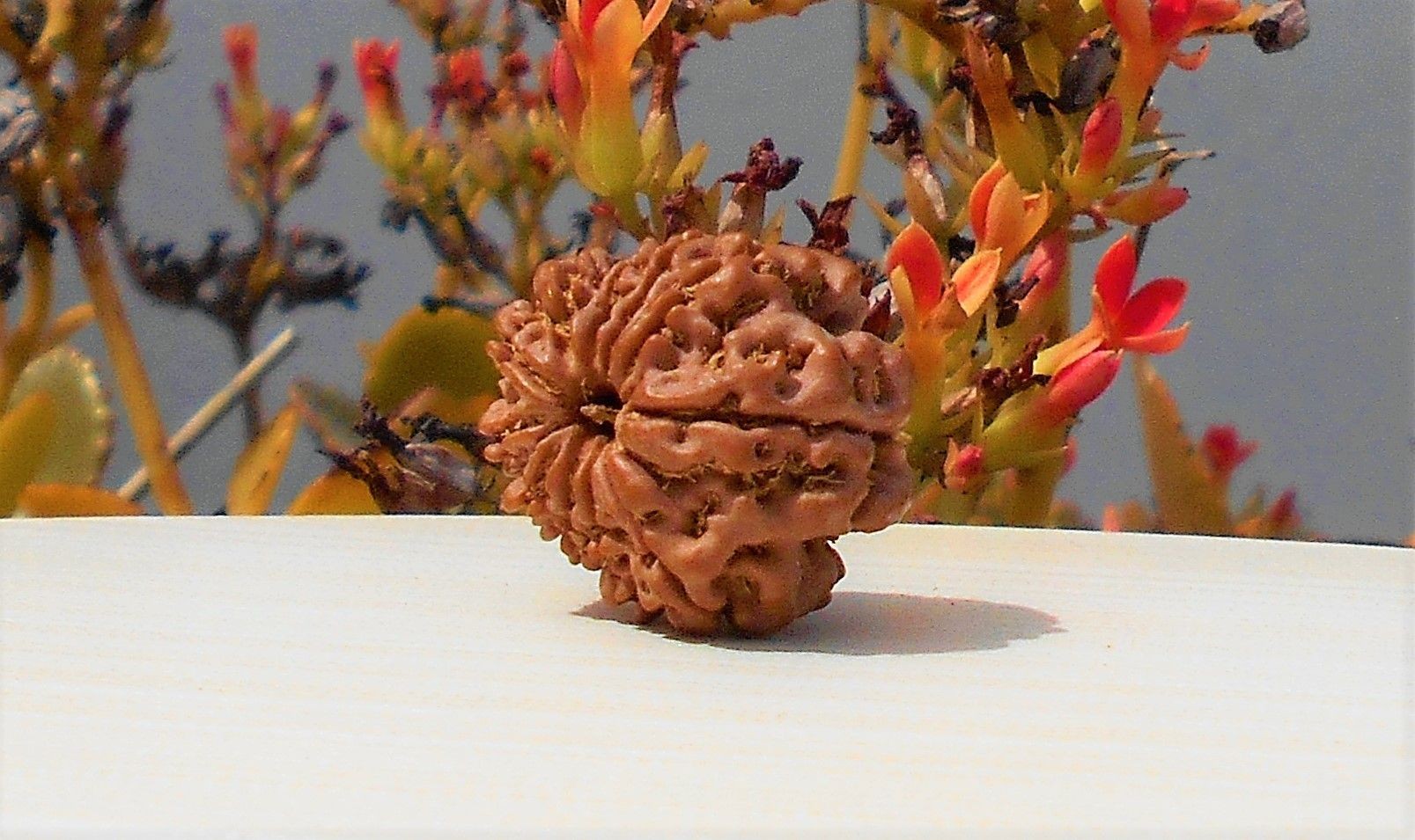 1592027607_Gyarah-Mukhi-Rudraksha.jpg