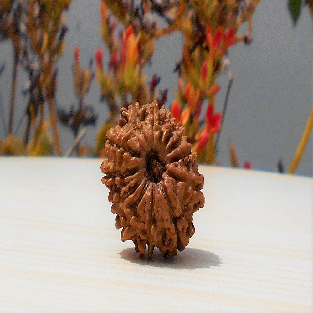 1592130956_13-Mukhi-Rudraksha.jpg