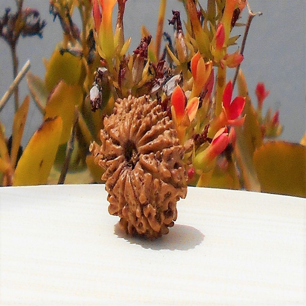 1592131300_Terah-Mukhi-Rudraksha.jpg