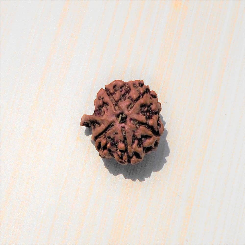 1598689357_Ganesh-Nepali-Rudraksha.jpg