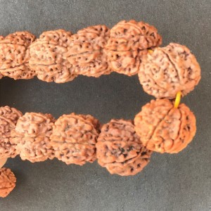 1586768754_6_Mukhi_Rudraksha_Bracelet_2.jpg