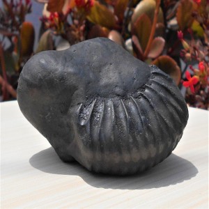 1588869688_Lakshmi_Narayan_Shaligram_1.jpg