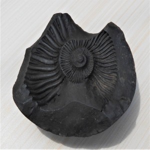 1588935403_Open_Sudarshan_Chakra_Shaligram_4.jpg