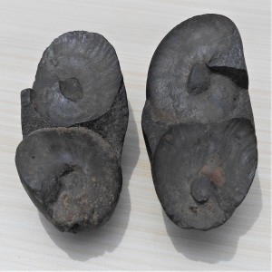 1588936722_Double_Open_Sudarshan_Chakra__Shaligram_4.jpg