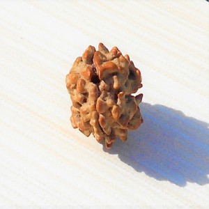 1591692770_2-Mukhi-Rudraksha.jpg