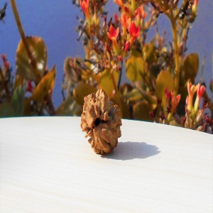 1591692831_Do-Mukhi-Rudraksha.jpg