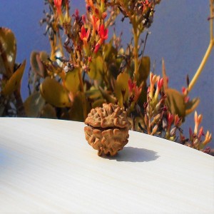 1591692831_Two-Face-Rudraksha.jpg