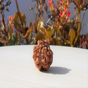 1591694358_Teen-Mukhi-Rudraksha.jpg