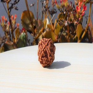 1591696630_Char-Mukhi-Rudraksha.jpg