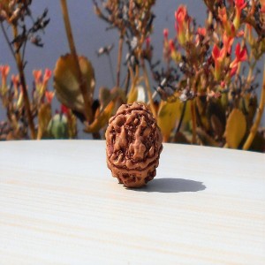 1591696630_Four-Face-Rudraksha.jpg