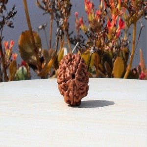 1591893152_5-Mukhi-Rudraksha.jpg