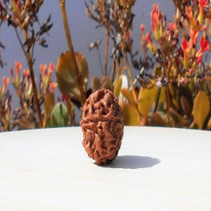 1591893307_Five-Face-Rudraksha.jpg