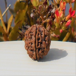 1592015476_6-Mukhi-Rudraksha.jpg