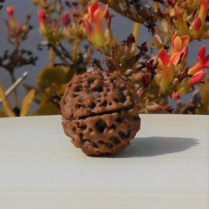 1592015477_Cheh-Mukhi-Rudraksha.jpg