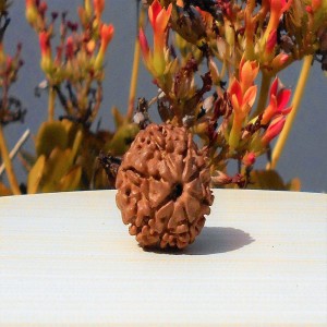 1592017305_8-Mukhi-Rudraksha.jpg