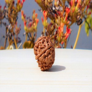 1592017637_Eight-Face-Rudraksha.jpg