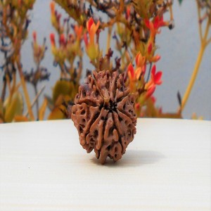 1592018141_Nau-Mukhi-Rudraksha.jpg