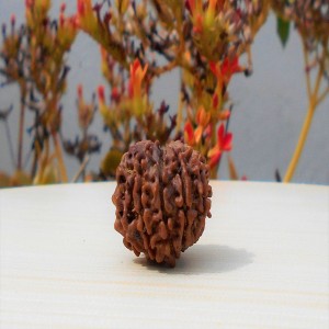 1592018141_Nine-Face-Rudraksha.jpg