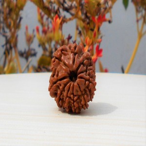 1592025071_10-Mukhi-Rudraksha.jpg