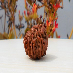 1592025576_10-Face-Rudraksha.jpg