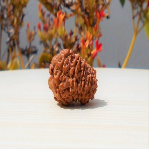 1592027606_11-Face-Rudraksha.jpg