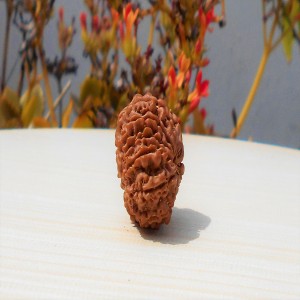 1592027606_Eleven-Face-Rudraksha.jpg