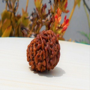 1592028372_12-Face-Rudraksha.jpg