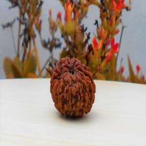 1592028372_12-Mukhi-Rudraksha.jpg