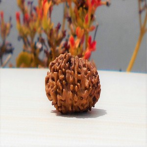 1592131300_Thirteen-Face-Rudraksha.jpg