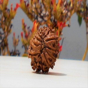 1592131301_Thirteen-Mukhi-Rudraksha.jpg