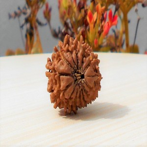 1592131943_14-Mukhi-Rudraksha.jpg