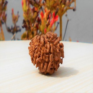 1592132193_14-Face-Rudraksha.jpg